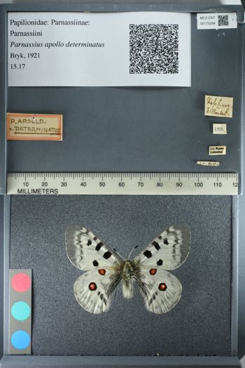 Media type: image;   Entomology 175289